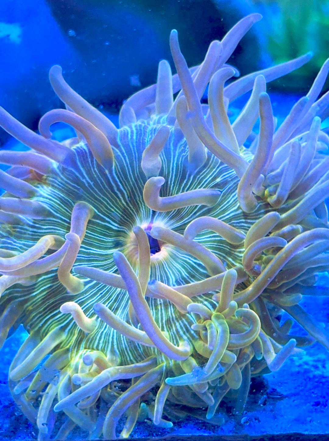 Rare Golden Long Tentacle Anemone RGLTA093001 WYSIWYG Size ML: 5" to 7"