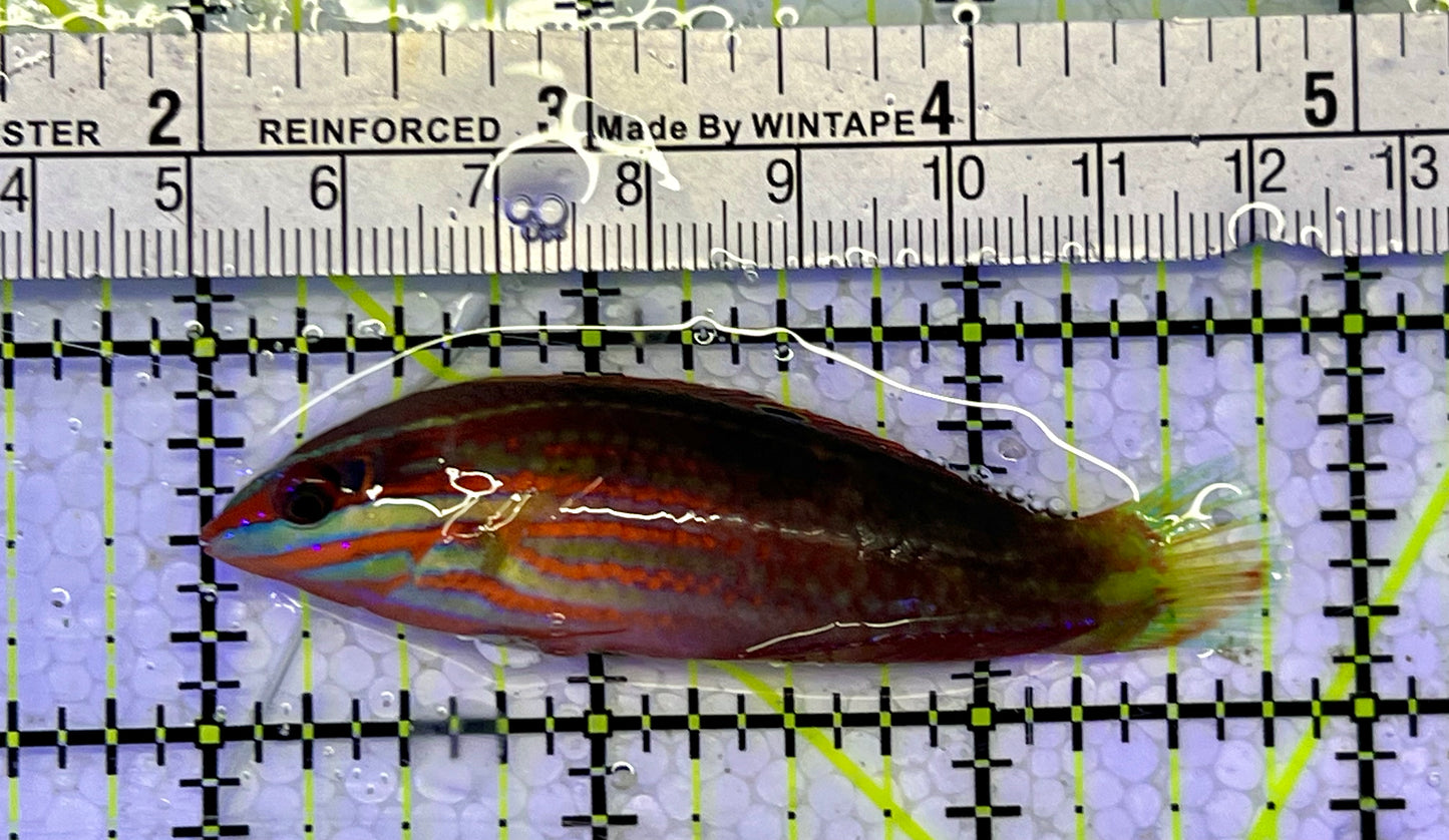 Christmas Wrasse CW051501 WYSIWYG Size: 3"