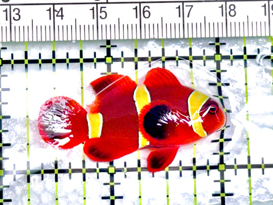 Gold Bar Maroon Clownfish Bali Grade A (Wild Caught) GBMCBGA072102 WYSIWYG Size: M 1.75"approx - Violet Aquarium 