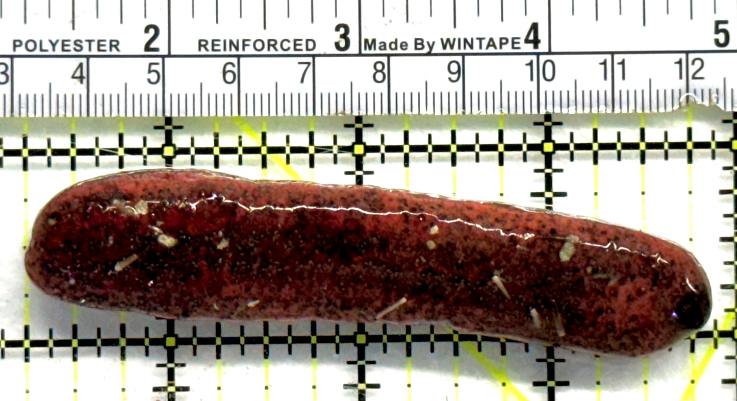 Red Burnt Sea Cucumber RBSC080501 WYSIWYG Size: L 3.5" approx
