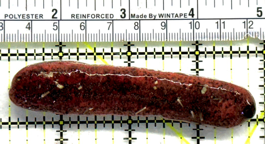 Red Burnt Sea Cucumber RBSC080501 WYSIWYG Size: L 3.5" approx
