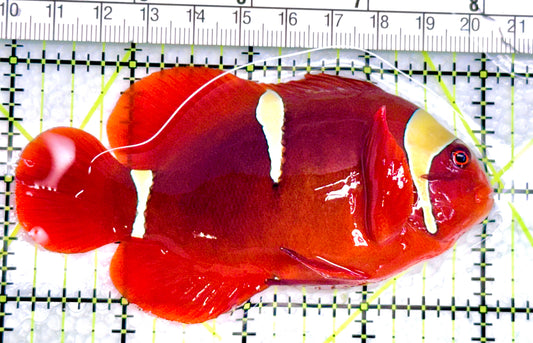 Gold Bar Maroon Clownfish Bali Grade A (Wild Caught) GBMCBGA072103 WYSIWYG Size: L 4" approx - Violet Aquarium 