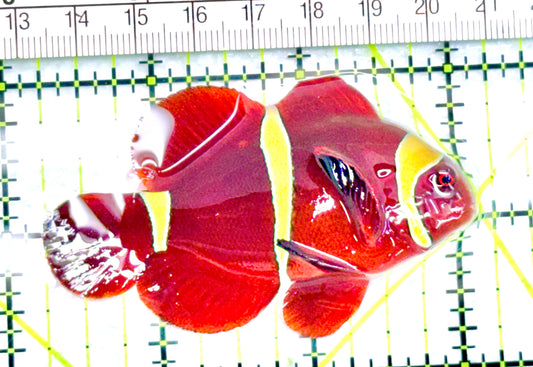 Gold Bar Maroon Clownfish Bali Grade A (Wild Caught) GBMCBGA072104 WYSIWYG  Size: ML 2.75" approx - Violet Aquarium 