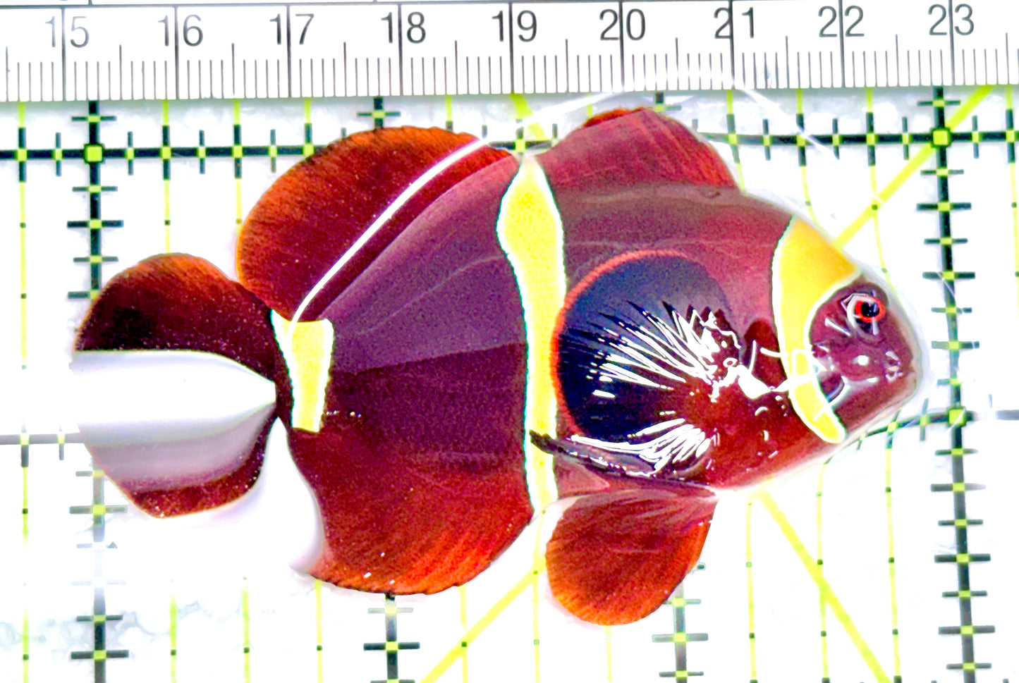 Gold Bar Maroon Clownfish Bali Grade A (Wild Caught) GBMCBGA072105 WYSIWYG  Size: ML 3" approx