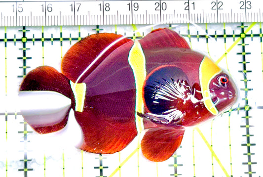 Gold Bar Maroon Clownfish Bali Grade A (Wild Caught) GBMCBGA072105 WYSIWYG  Size: ML 3" approx - Violet Aquarium 
