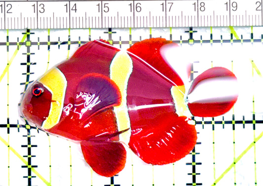 Gold Bar Maroon Clownfish Bali Grade A (Wild Caught) GBMCBGA072106 WYSIWYG  Size: ML 2.5" approx - Violet Aquarium 