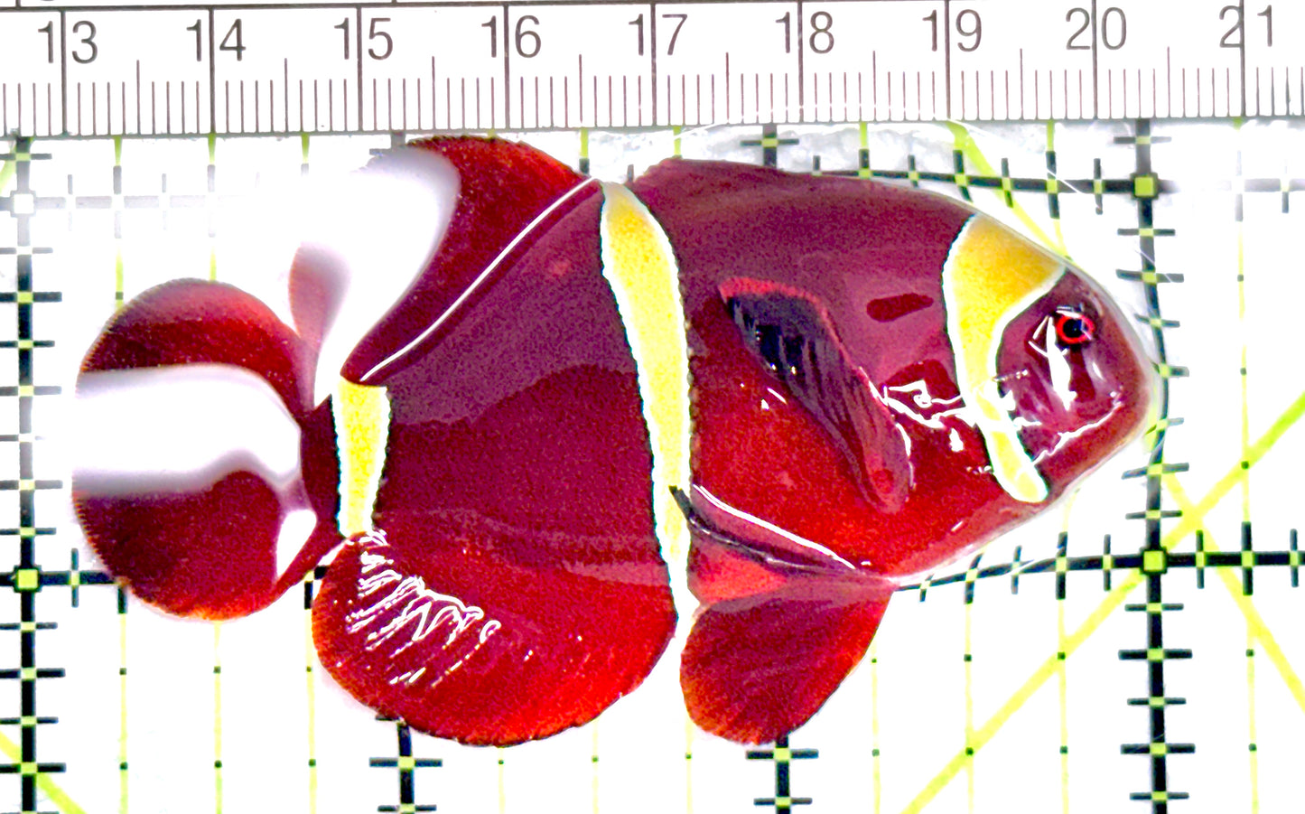 Gold Bar Maroon Clownfish Bali Grade A (Wild Caught) GBMCBGA072107 WYSIWYG  Size: ML 3" approx