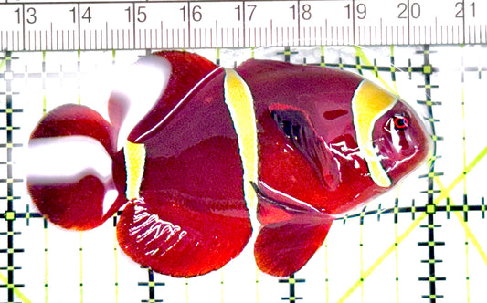 Gold Bar Maroon Clownfish Bali Grade A (Wild Caught) GBMCBGA072107 WYSIWYG  Size: ML 3" approx - Violet Aquarium 