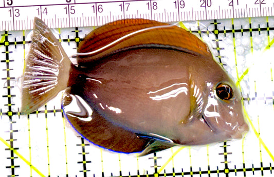Bariene Tang BT072201 WYSIWYG Size: 3"approx