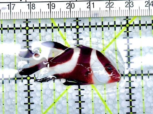 Red Emperor Snapper RES072101 WYSIWYG Size: S 2" approx - Violet Aquarium 