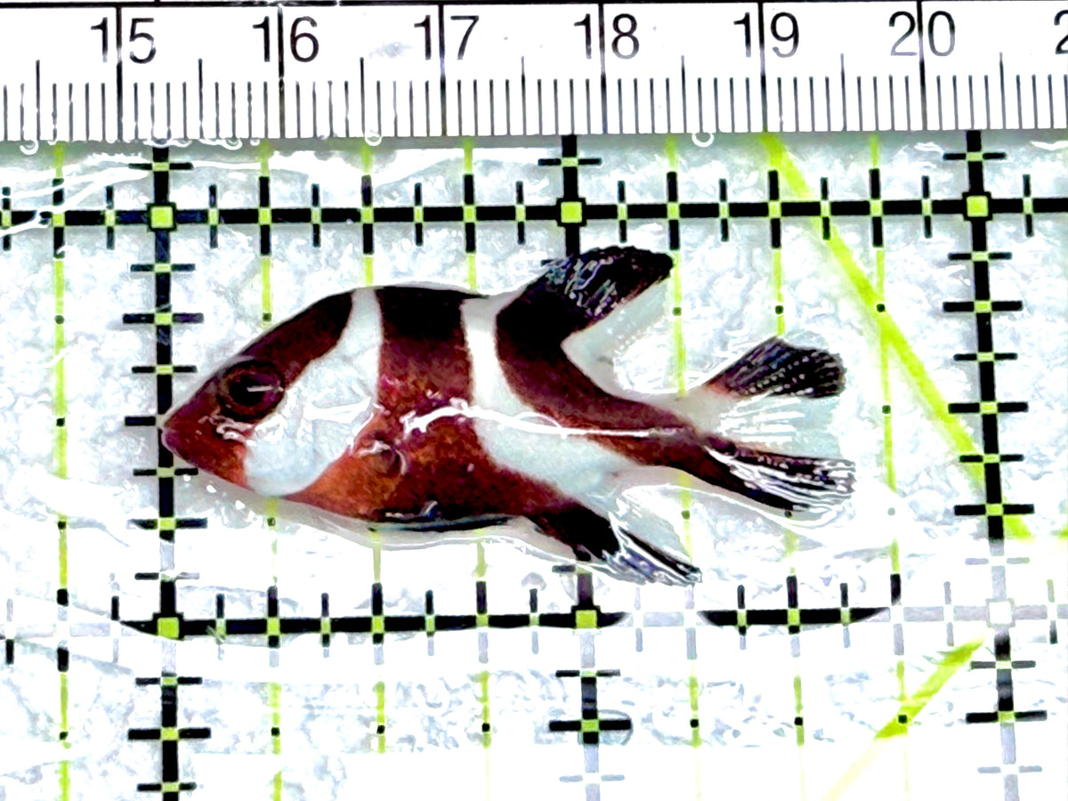 Red Emperor Snapper RES072102 WYSIWYG Size: S 1.75" approx - Violet Aquarium 