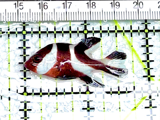 Red Emperor Snapper RES072102 WYSIWYG Size: S 1.75" approx - Violet Aquarium 
