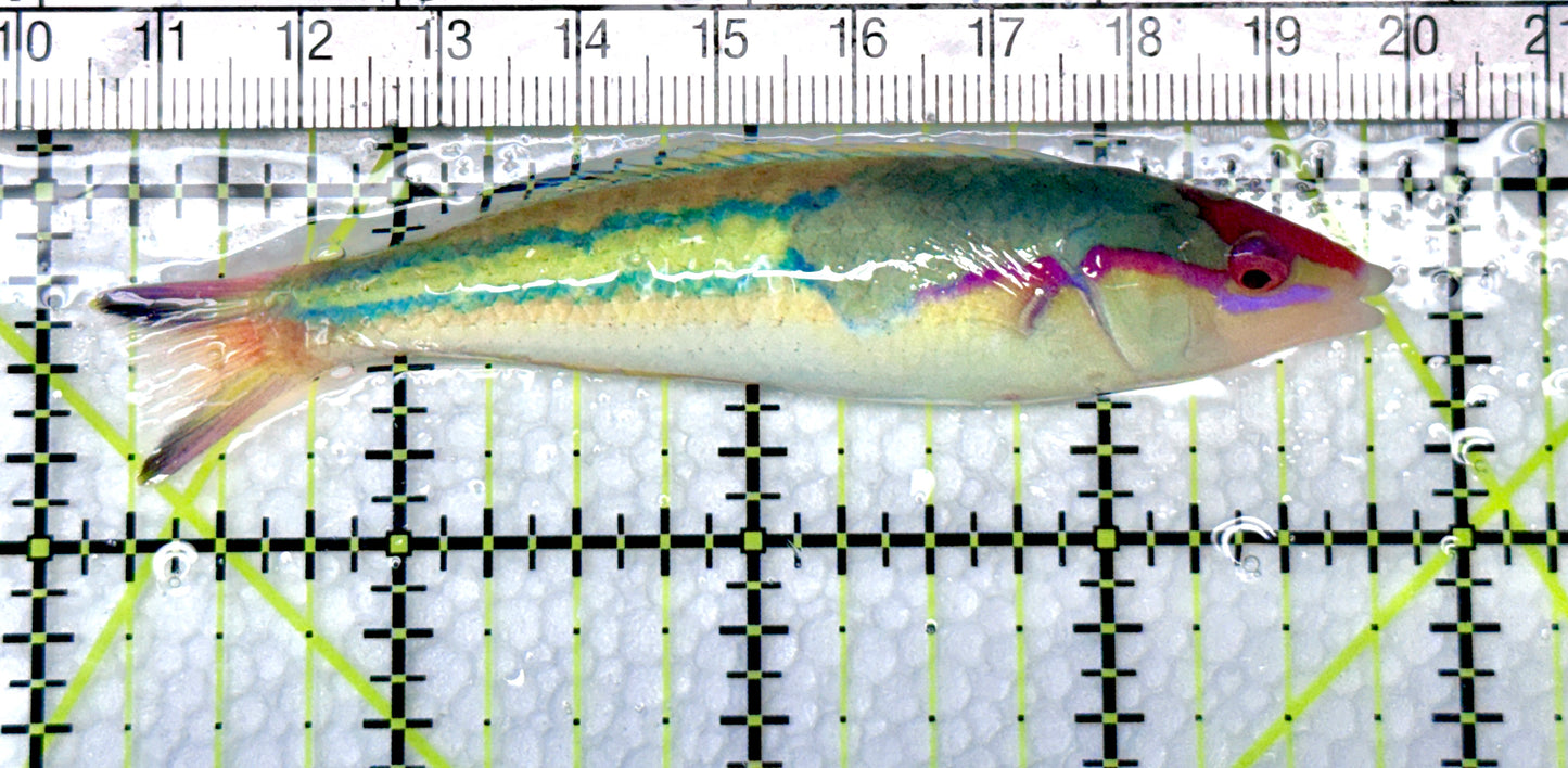 Royal Pencil Wrasse (Male) RPW072102 WYSIWYG Size: XL 3.5" approx