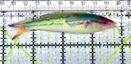 Royal Pencil Wrasse (Male) RPW072102 WYSIWYG Size: XL 3.5" approx - Violet Aquarium 