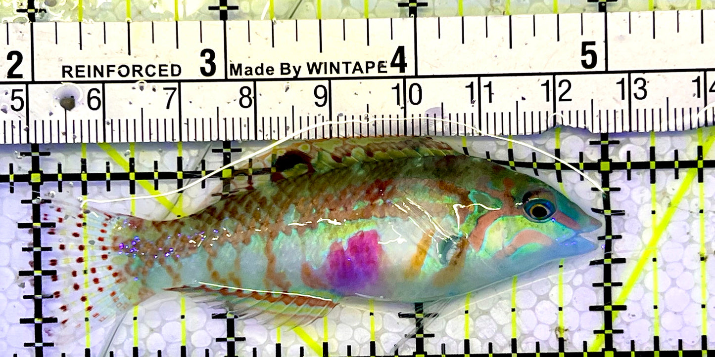 Nebulous Picture Wrasse NPW051502 WYSIWYG Size: L 2”