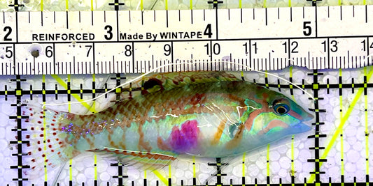 Nebulous Picture Wrasse NPW051502 WYSIWYG Size: L 2”