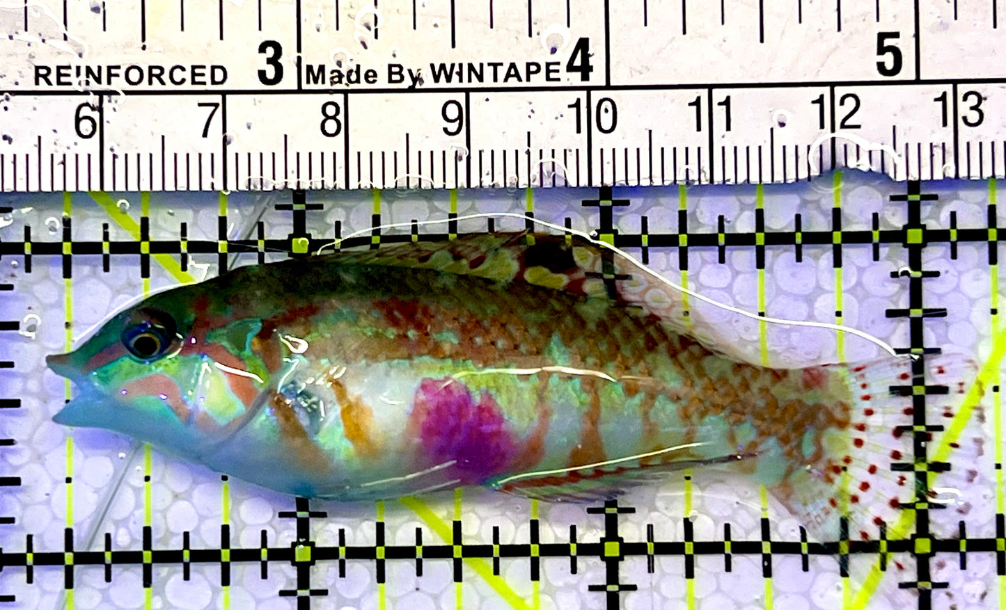 Nebulous Picture Wrasse NPW051502 WYSIWYG Size: L 2”