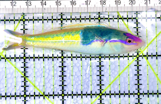Royal Pencil Wrasse (Male) RPW072103 WYSIWYG Size: XL 3.75" approx - Violet Aquarium 