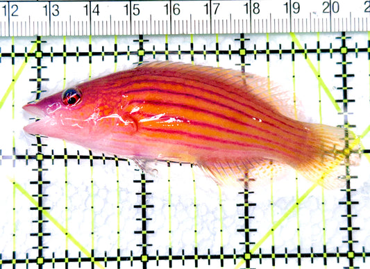 Eightline Wrasse EW072101 WYSIWYG Size: SHOW 3.25" approx - Violet Aquarium 