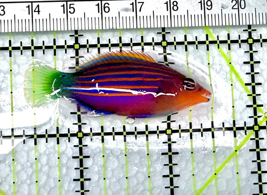 Six Line Wrasse (Phillipines) SLW072101 WYSIWYG Size: L  2" approx - Violet Aquarium 
