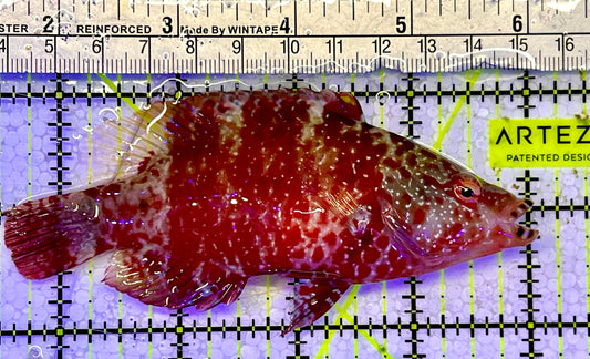 Floral Wrasse FW051501 WYSIWYG Size: L 4.5”