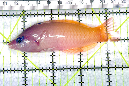 Two Tone Wrasse TTW072101 WYSIWYG Size:4" approx - Violet Aquarium 