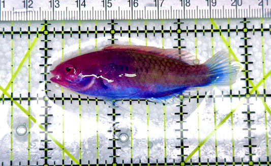 Blueside Fairy Wrasse BFW072101 WYSIWYG Size: L 3" approx - Violet Aquarium 