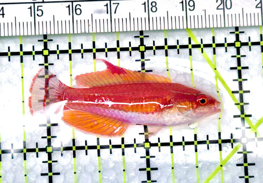 Carpenter's Flasher Wrasse CFW072101 WYSIWYG Size: M  2" approx - Violet Aquarium 