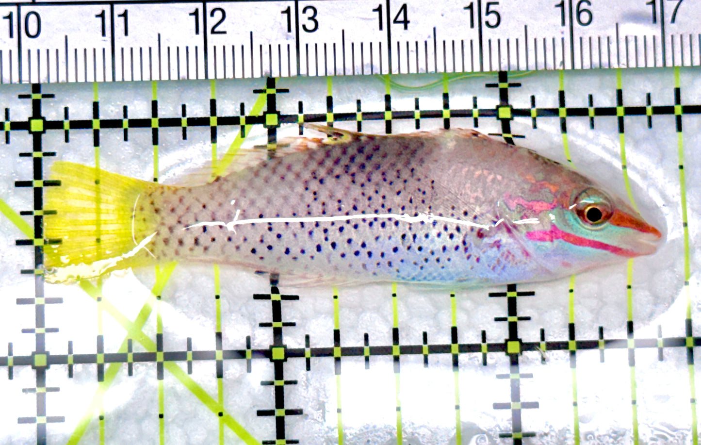 Checkerboard Wrasse CW072101 WYSIWYG Size: M 2.5" approx
