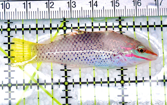 Checkerboard Wrasse CW072101 WYSIWYG Size: M 2.5" approx - Violet Aquarium 