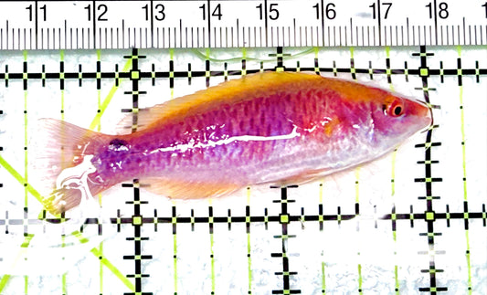 Lubbock's Fairy Wrasse LFW072101 WYSIWYG Size: SHOW 2.75" approx - Violet Aquarium 