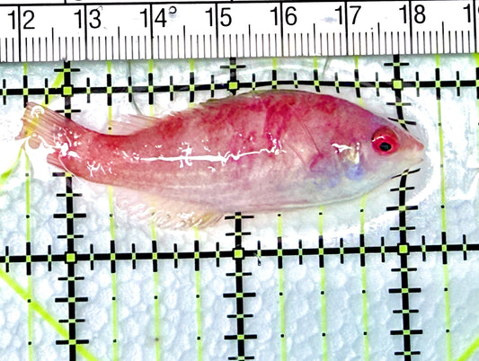 Yellowfin Fairy Wrasse YFW072101 WYSIWYG Size: SHOW XXL 2.25" approx - Violet Aquarium 