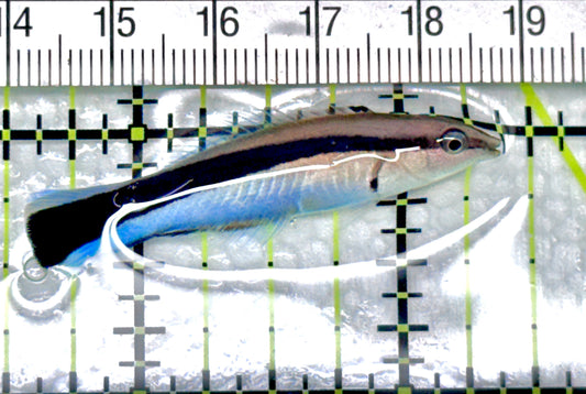 Blue Cleaner Wrasse BCW072101 WYSIWYG Size: M 1.75" approx - Violet Aquarium 