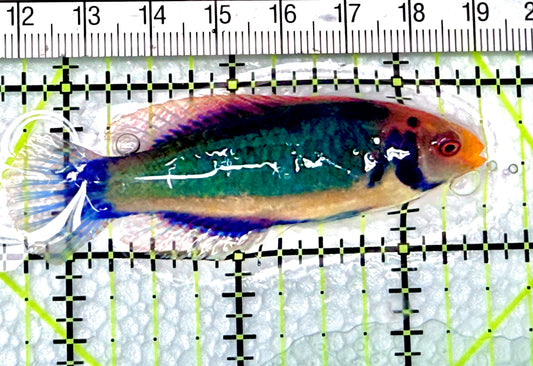Redhead Solor (Clown Fairy) Wrasse RSW072101 WYSIWYG Size: L 2.75" approx - Violet Aquarium 