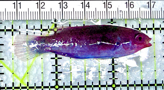 Blueside Fairy Wrasse BFW072102 WYSIWYG Size: L 2.5" approx - Violet Aquarium 