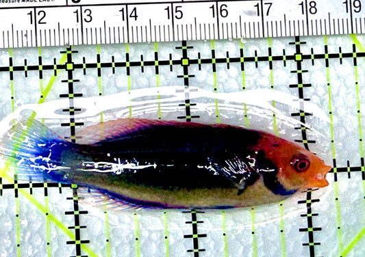 Redhead Solor (Clown Fairy) Wrasse RSW072102 WYSIWYG Size: L 2.75" approx - Violet Aquarium 