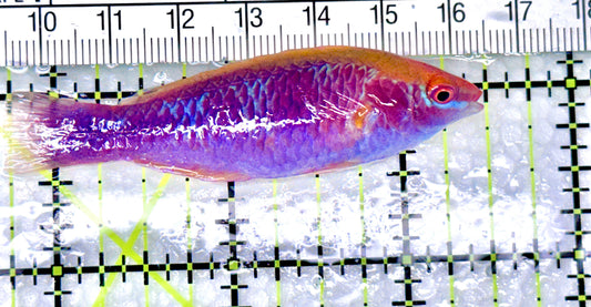 Lubbock's Fairy Wrasse LFW072102 WYSIWYG Size: SHOW 2.75" approx - Violet Aquarium 