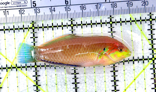 Moyer's Leopard Wrasse MLW072101 WYSIWYG Size: L 3" approx - Violet Aquarium 