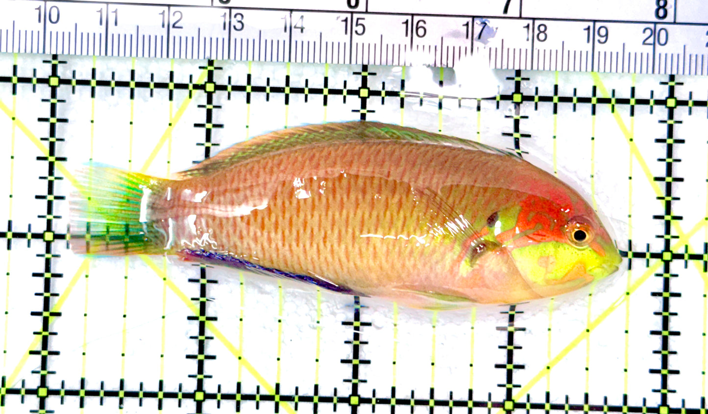 Moyer's Leopard Wrasse MLW072102 WYSIWYG Size: XXL Above 3.75" approx