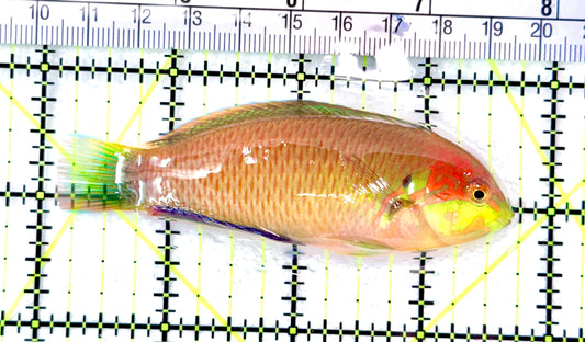 Moyer's Leopard Wrasse MLW072102 WYSIWYG Size: XXL Above 3.75" approx - Violet Aquarium 