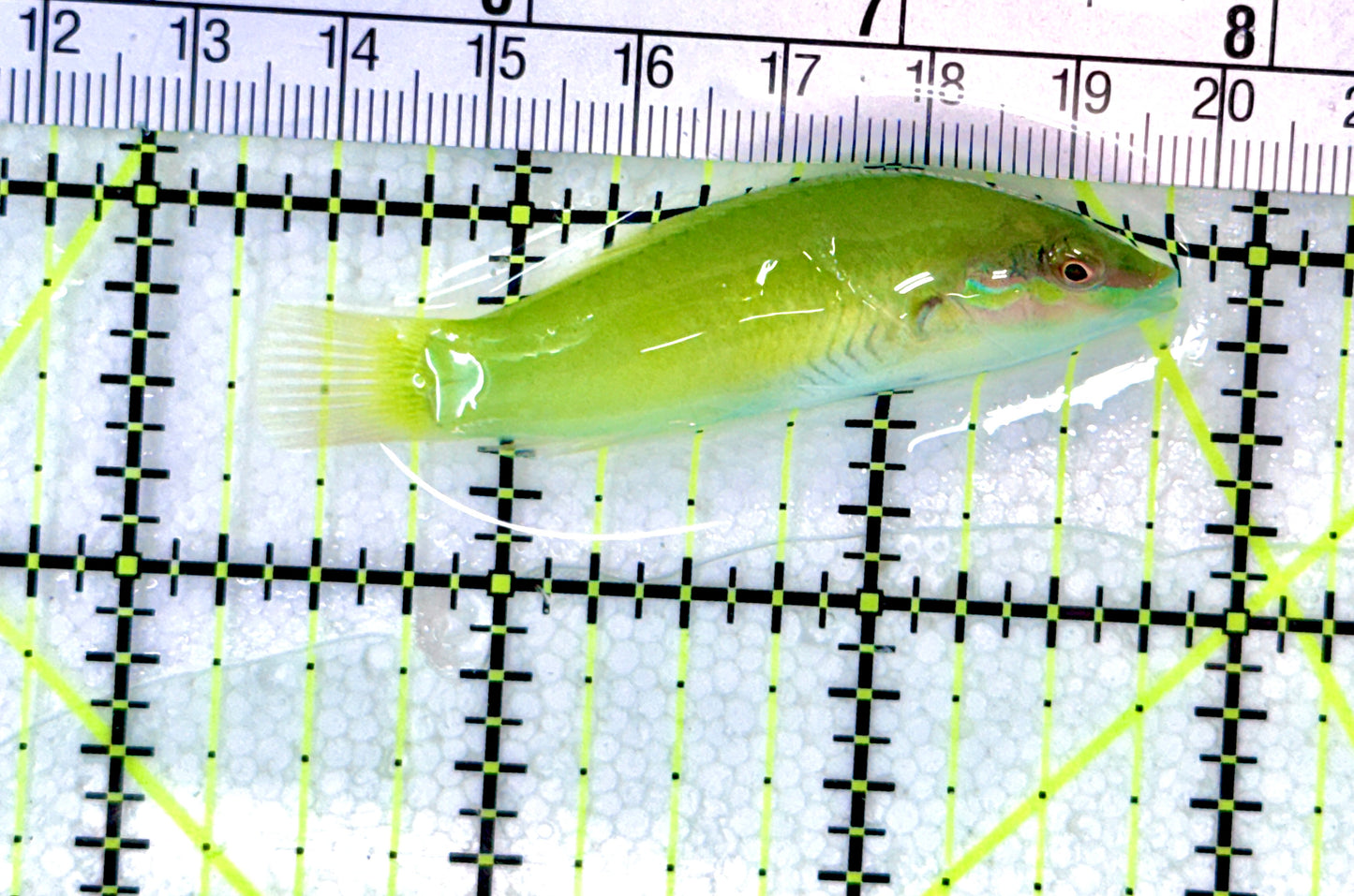 Green Coris Wrasse GCW072101 WYSIWYG Size: L 2.5" approx