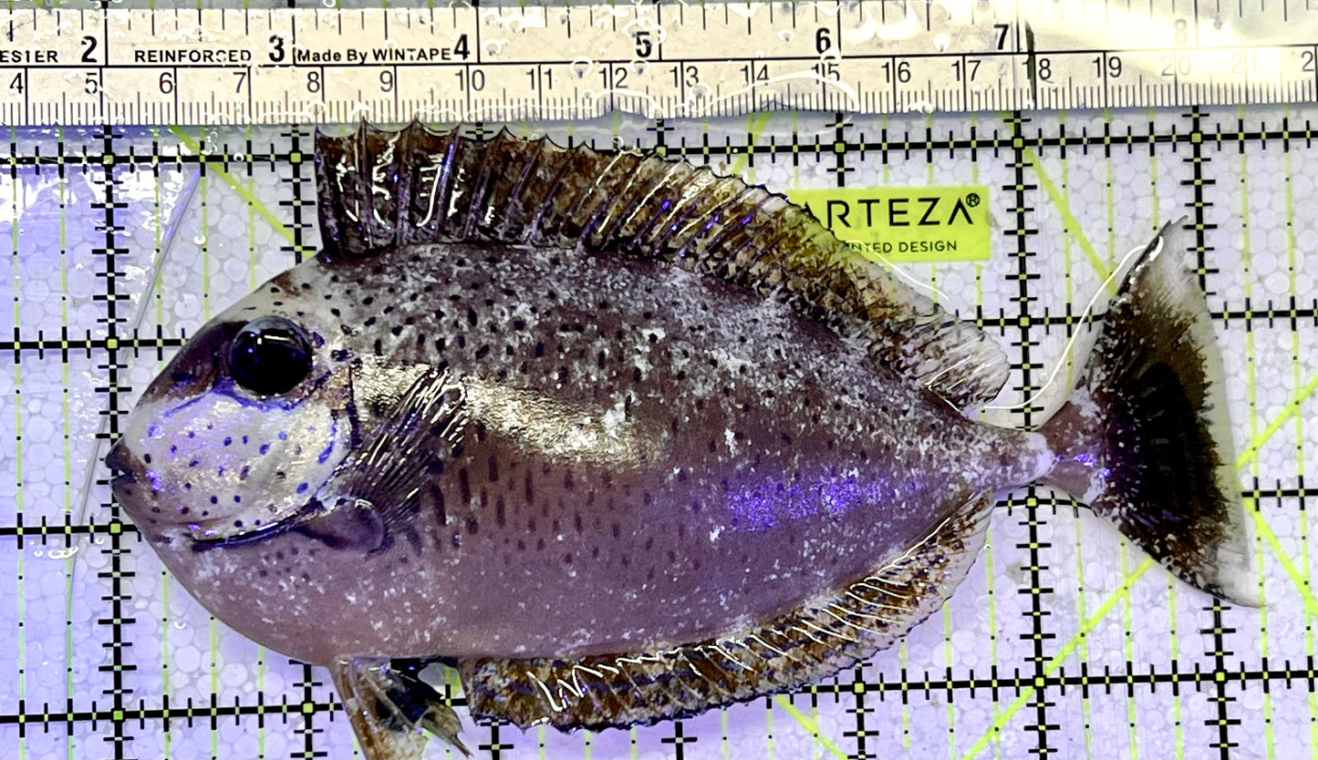 Vlamingi Unicorn Tang VUT051404 WYSIWYG Size: L 6"