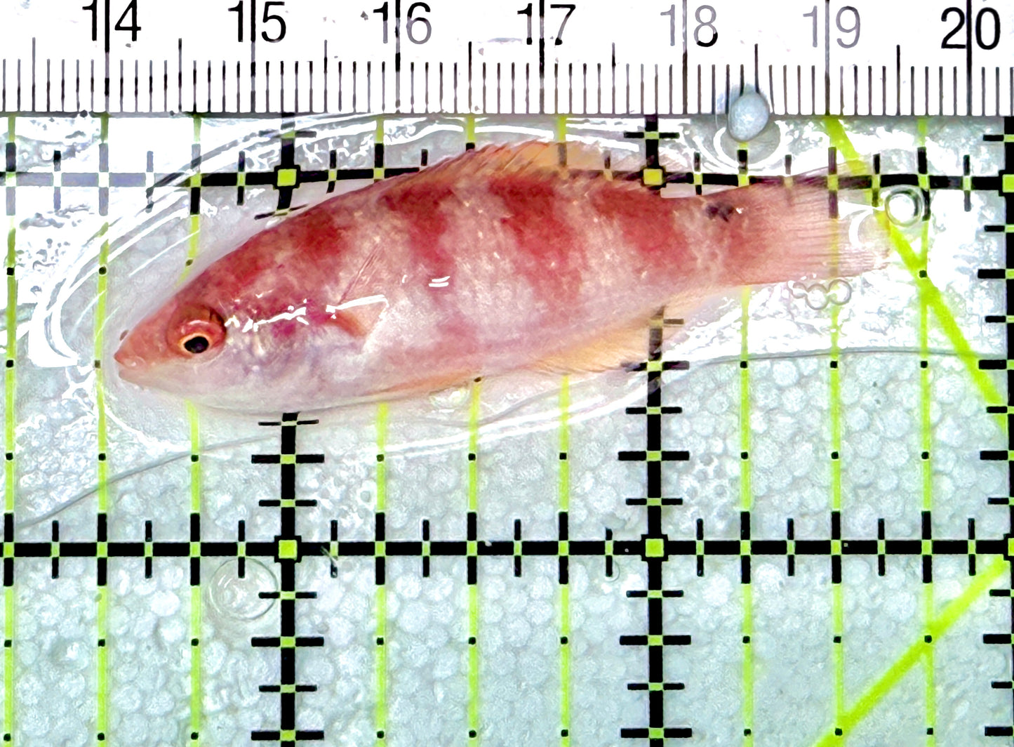 Yellowfin Fairy Wrasse YFW072103 WYSIWYG Size: SHOW XXL 2" approx