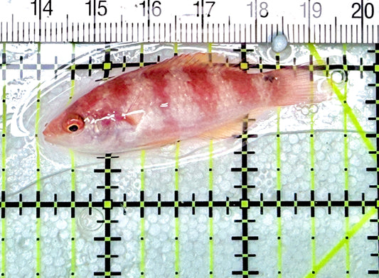 Yellowfin Fairy Wrasse YFW072103 WYSIWYG Size: SHOW XXL 2" approx - Violet Aquarium 