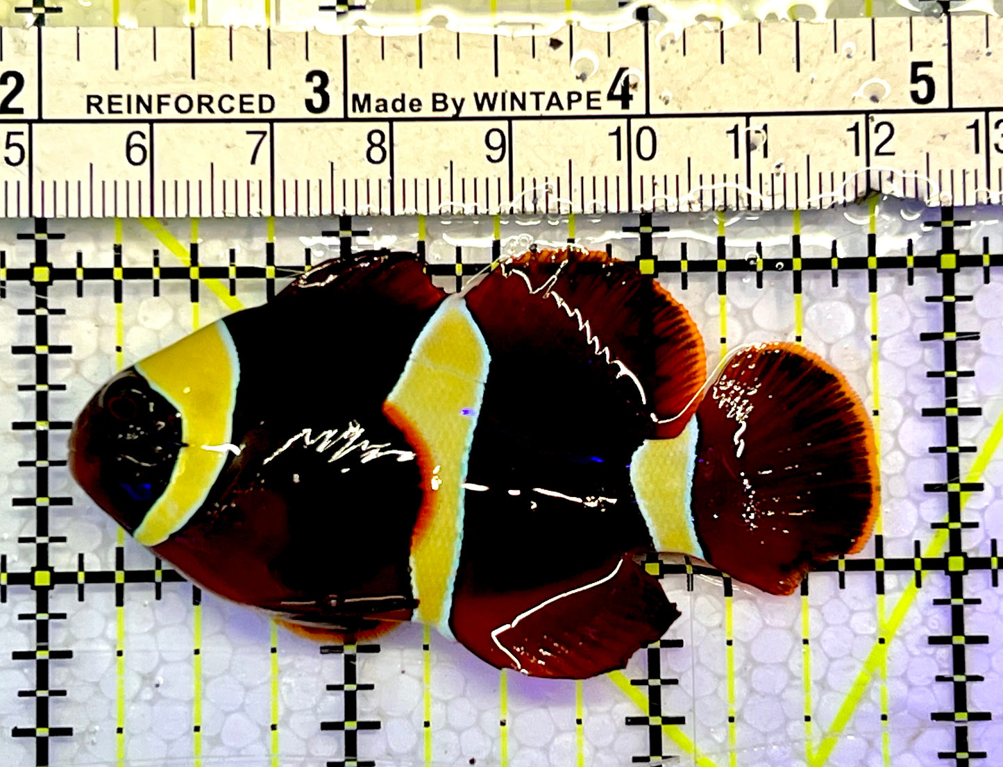 Gold Bar Maroon Clownfish Bali Grade A (Wild Caught) GMC051501 WYSIWYG Size: ML 2.75”