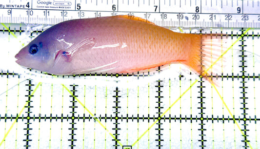 Two Tone Wrasse TTW072102 WYSIWYG Size:5" approx