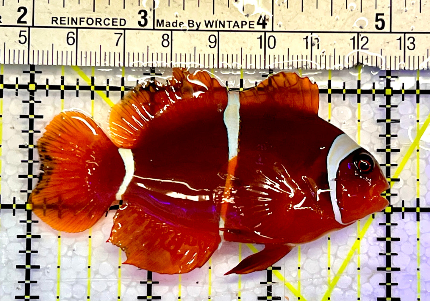 White Stripe Maroon Clownfish WSC051501 WYSIWYG Size: M 3"