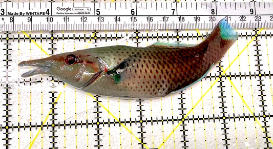 Brown Bird Wrasse BBW072102 WYSIWYG Size: XL 5.25" approx