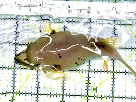 Dogface Pufferfish DP072102 WYSIWYG Size: ML 5"approx