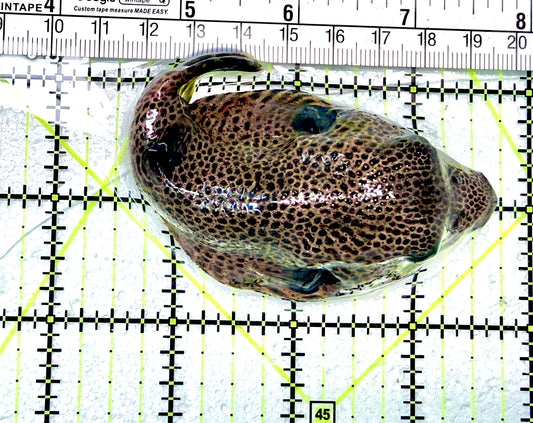 Dogface Pufferfish DP072105 WYSIWYG Size: ML 4.25"approx